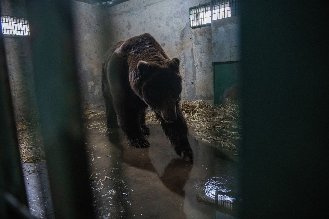 Elza, a loba, dentro de uma gaiola durante seu resgate. Do lado de fora, agachada, está uma das responsáveis pelo resgate.