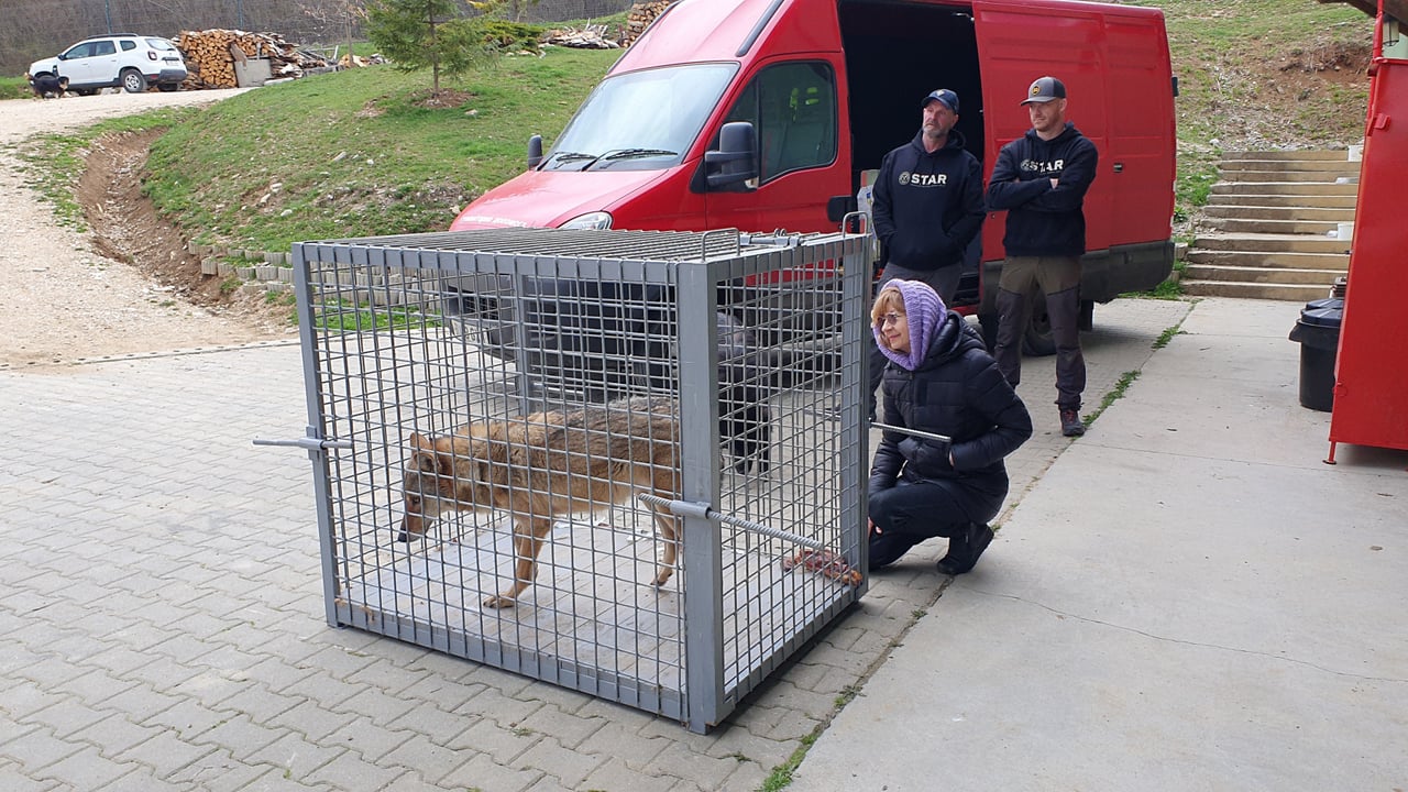 Elza, a loba, dentro de uma gaiola durante seu resgate. Do lado de fora, agachada, está uma das responsáveis pelo resgate.