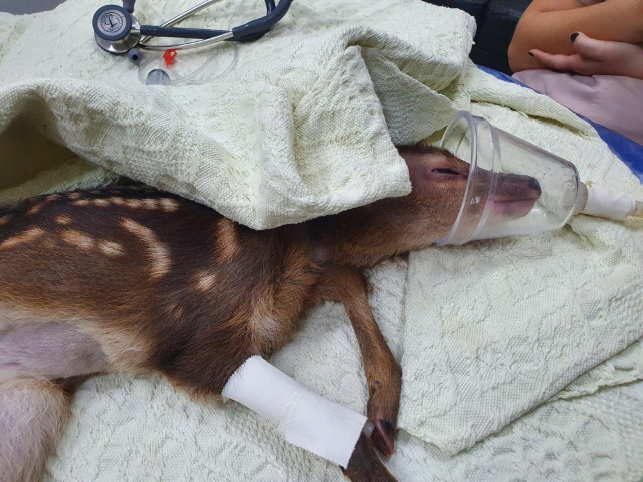 Naurú, filhote cervo órfão resgatado das queimadas em Mato Grosso no final de 2022