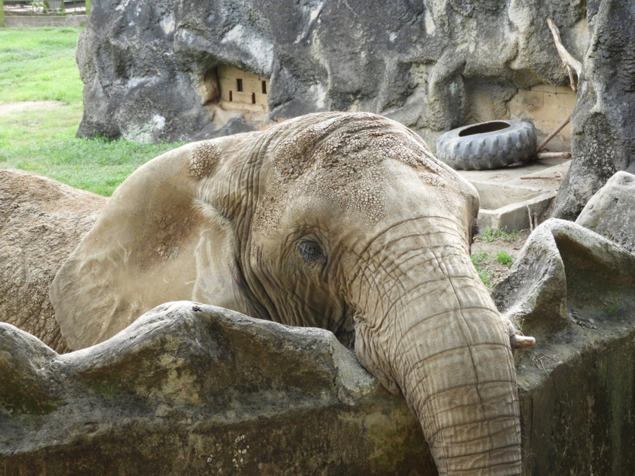 Mundi antes do resgate, no zoológico Mayaguez, em Porto Rico