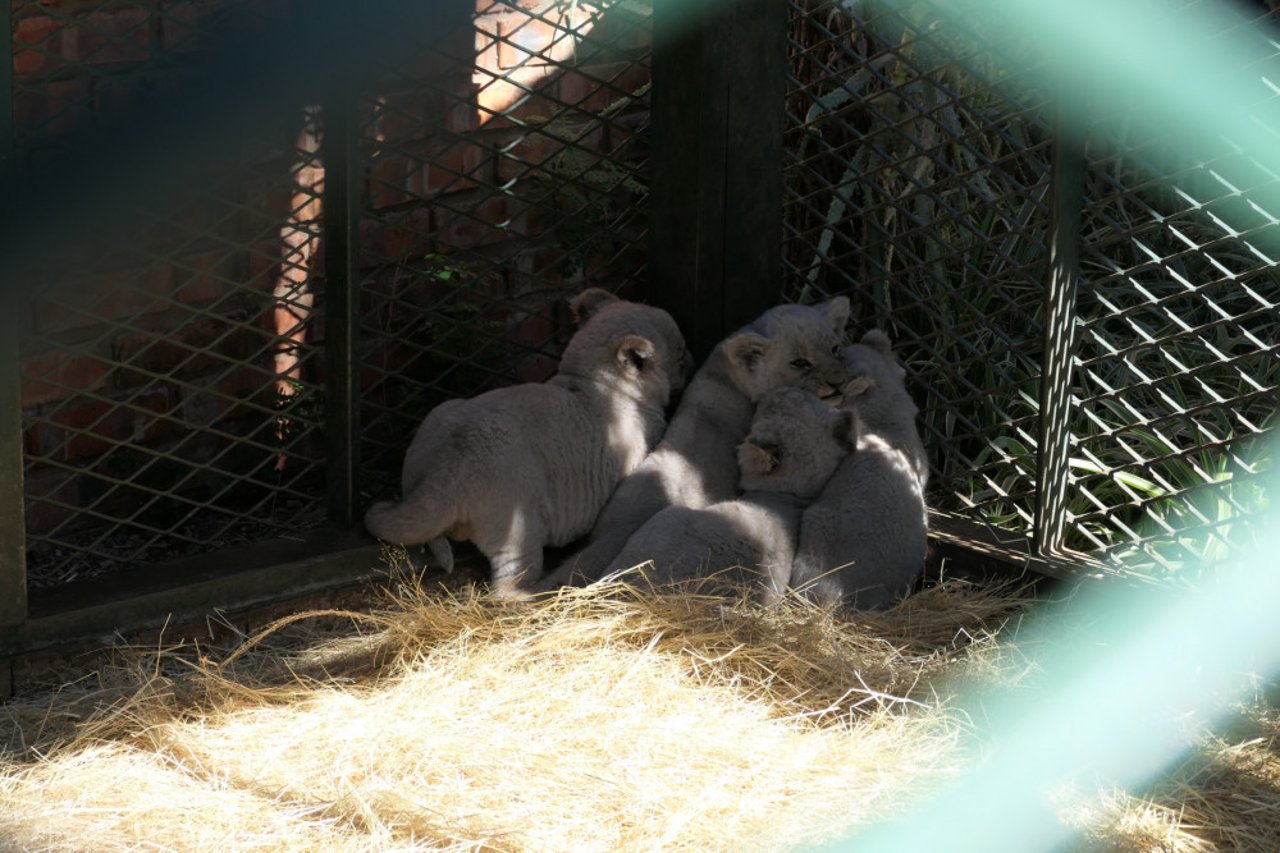 Grupo de filhotes de lões brancos separados de suas mães.