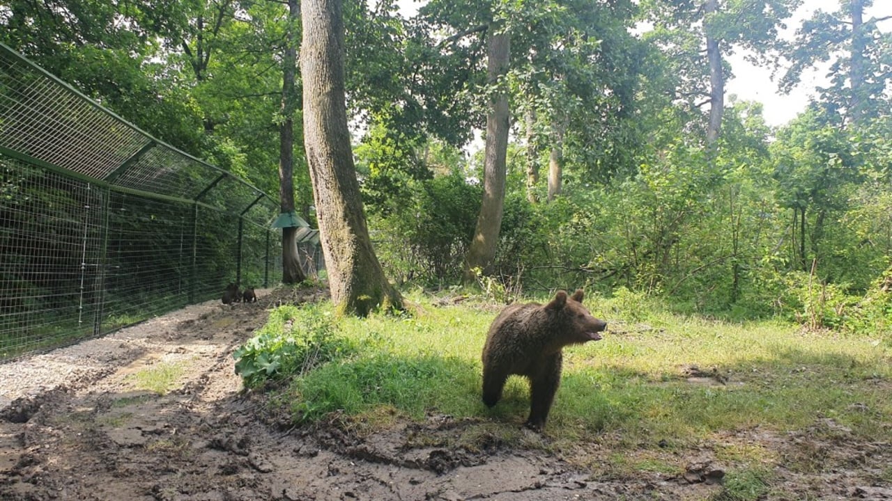 A mãe ursa Daria, à frente, e seus três filhotes ao fundo, no Santuário Libearty