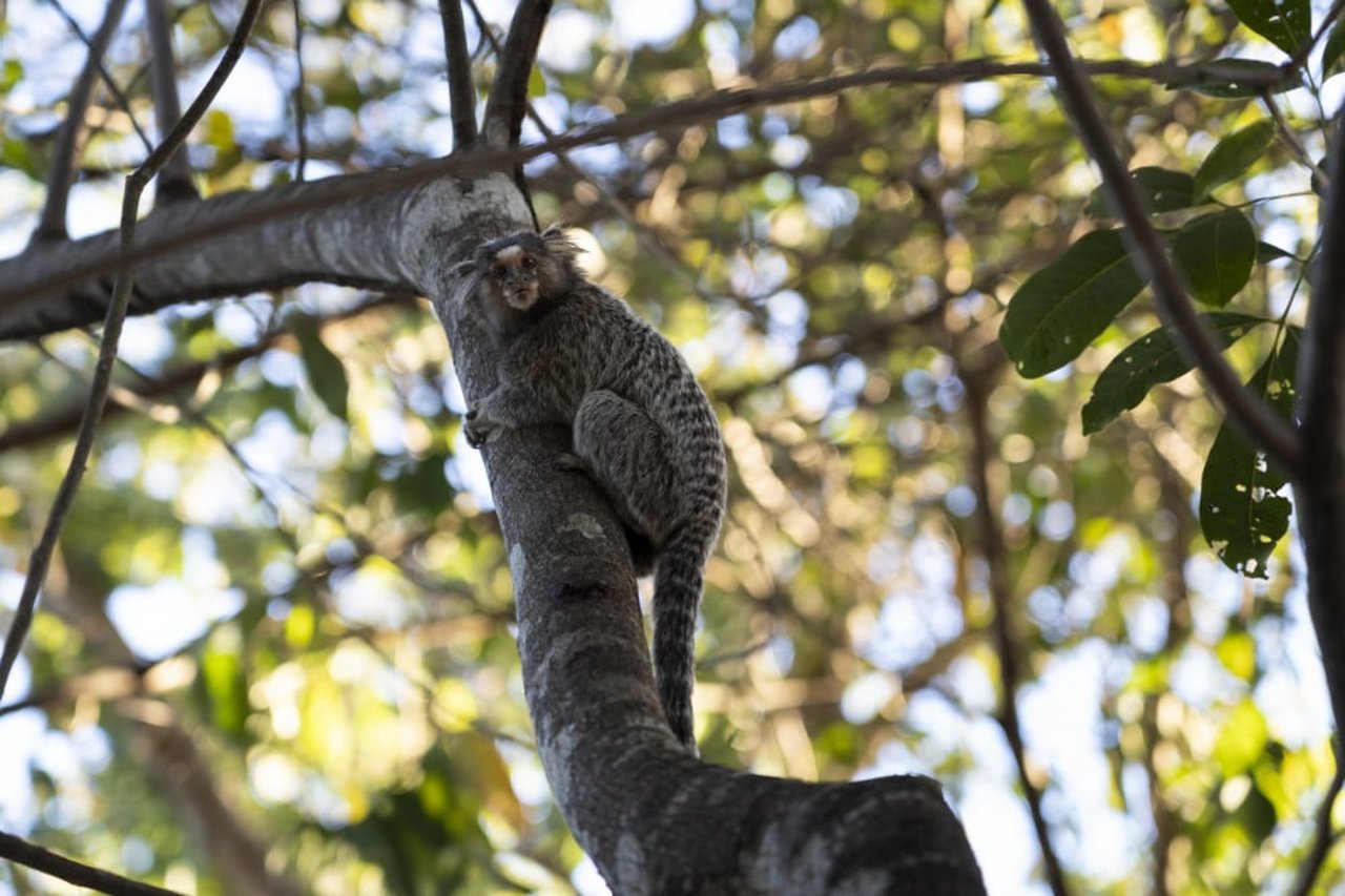 Um sagui em uma árvore no Cerrado.