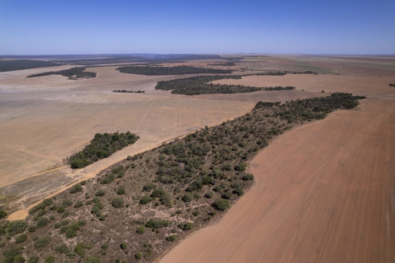 Imagem aérea de uma plantação de soja que servirá de ração para alimentar os animais criados em sistemas industriais