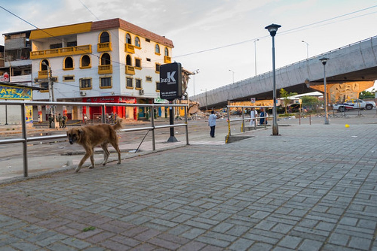perritos_maleta_ecuador