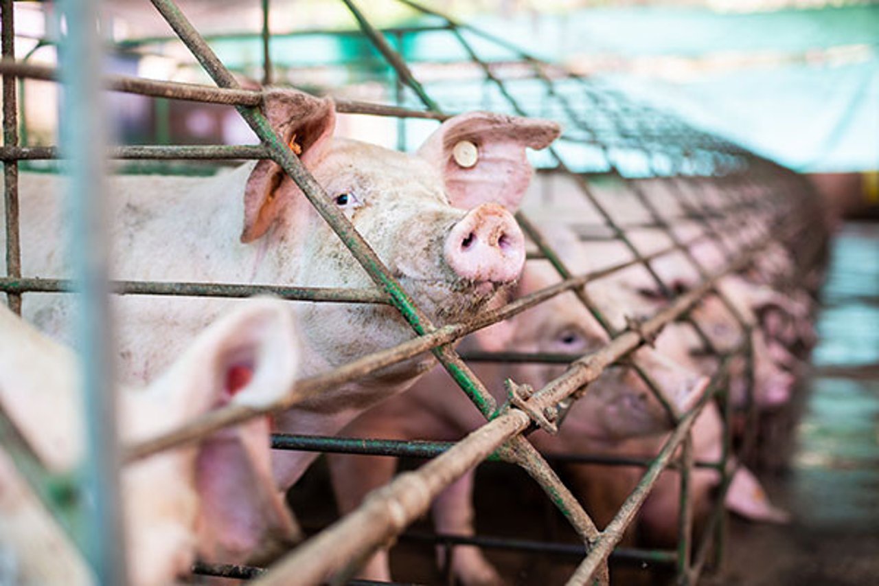 Pigs crowded in industrial farming pens look onto the camera