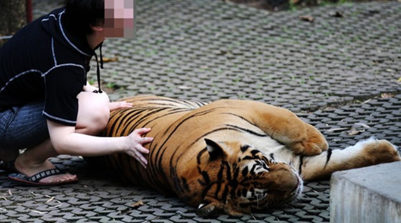 Turista tira foto com tigre na Tailândia