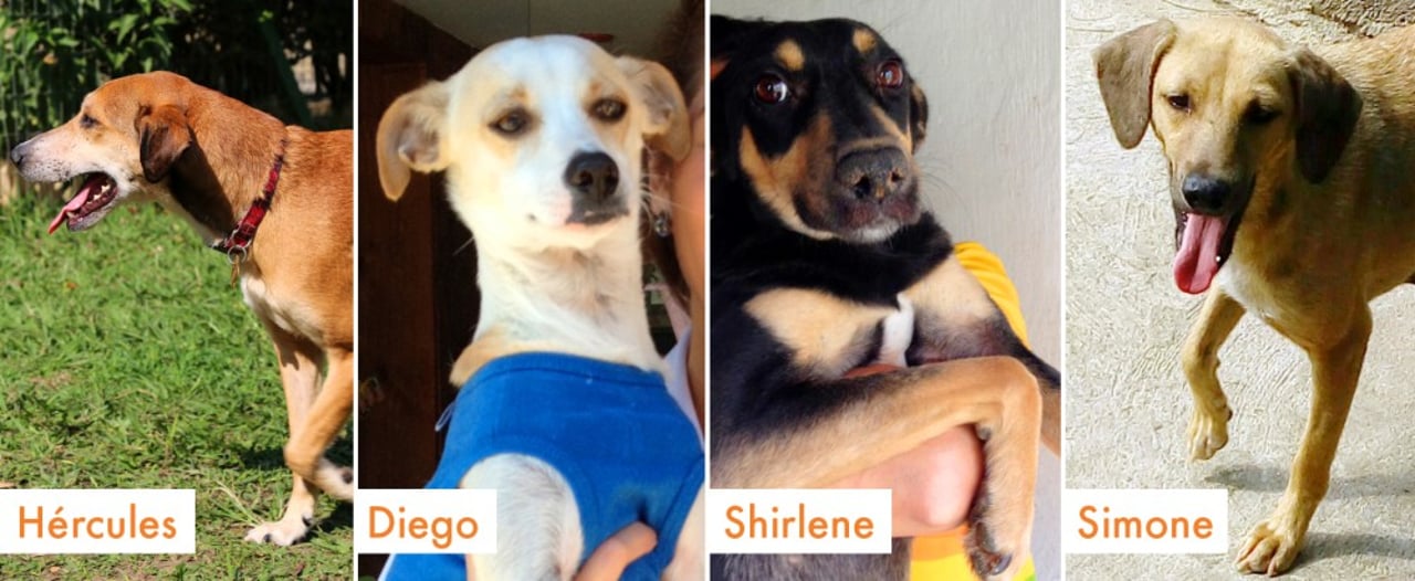 4_ultimos_caes