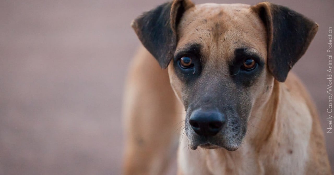 10 passos para ajudar um cão ou gato de rua