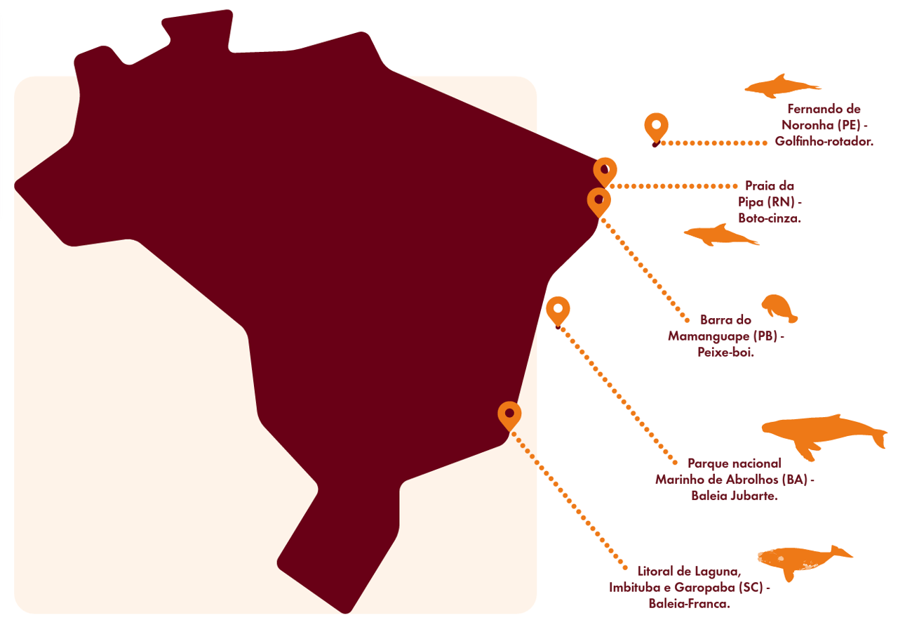 Mapa do Brasil mostra locais em que é possível observar animais aquáticos de maneira responsável