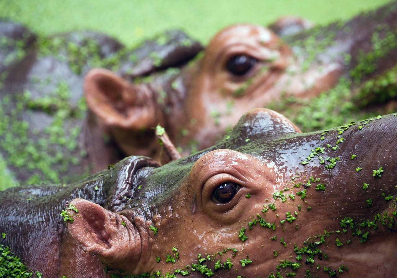 Zoom nos olhos de dois hipopótamos que estão saindo da água, ambos cobertos por algas e verde