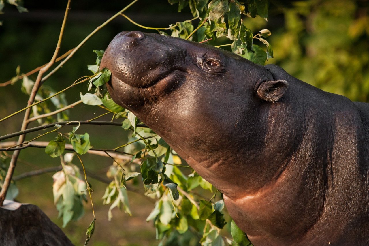 hipopotamo saindo da agua madagascar