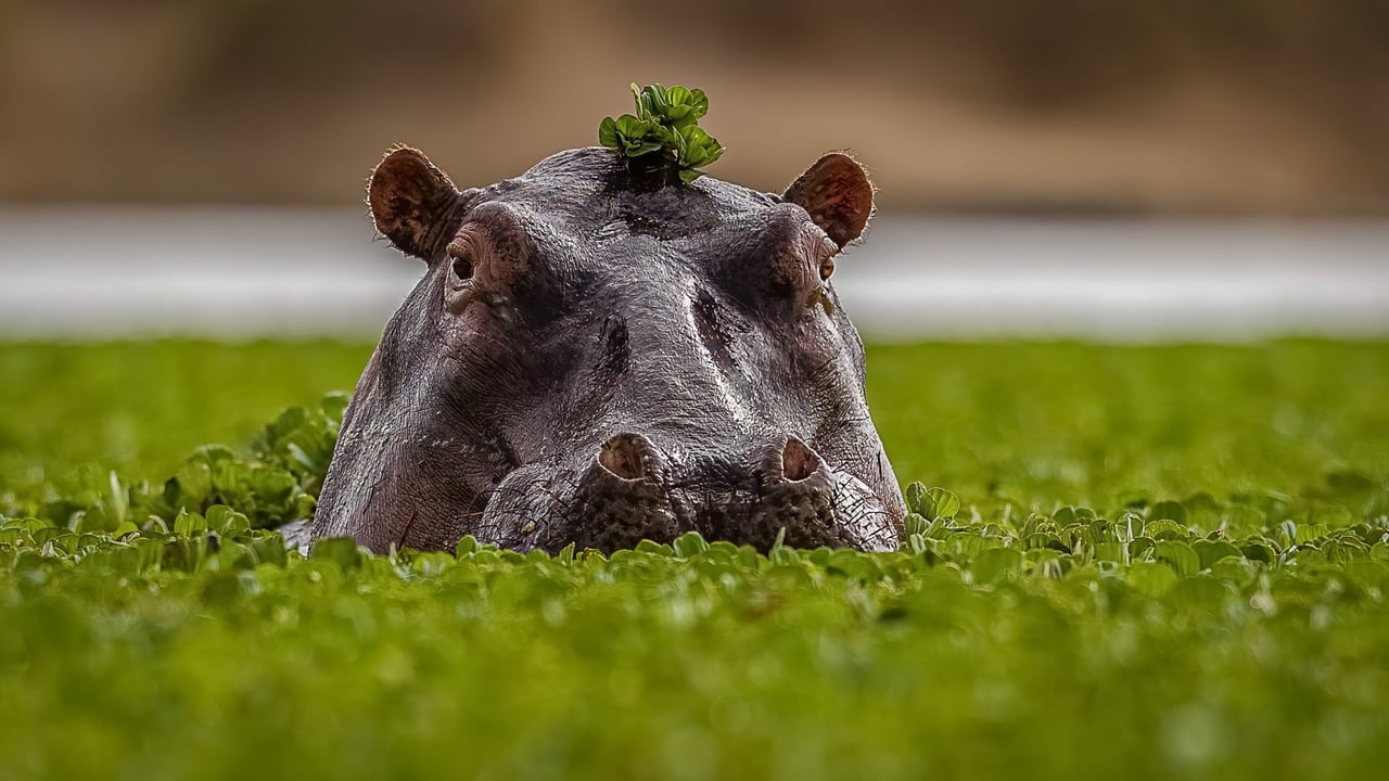 Zoom nos olhos de dois hipopótamos que estão saindo da água, ambos cobertos por algas e verde