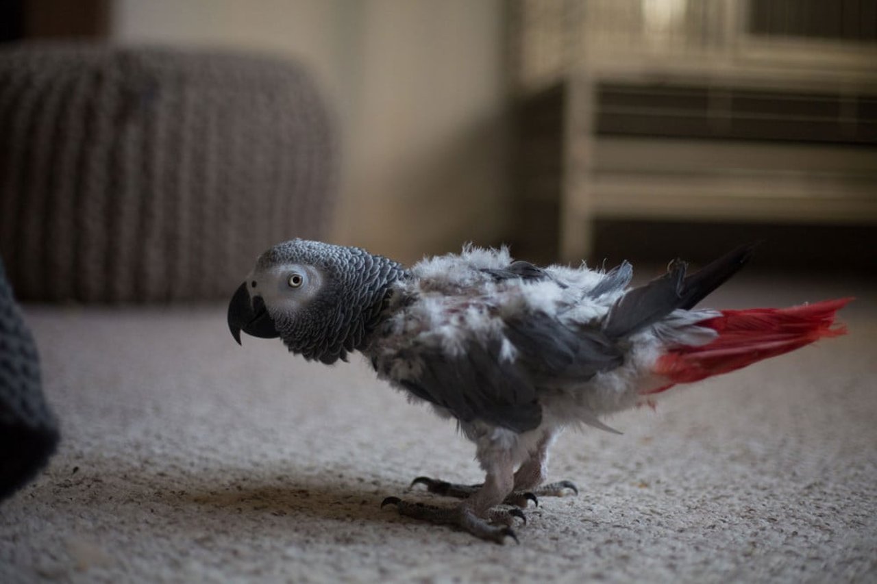 African grey parrot