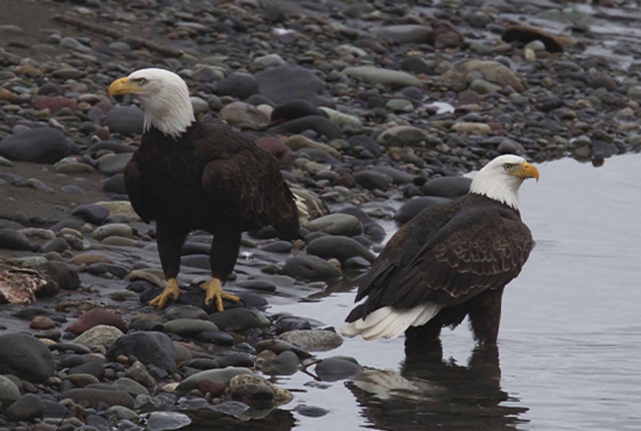 Duas águias-carecas em um local com pedras, à beira de um lago ou rio 