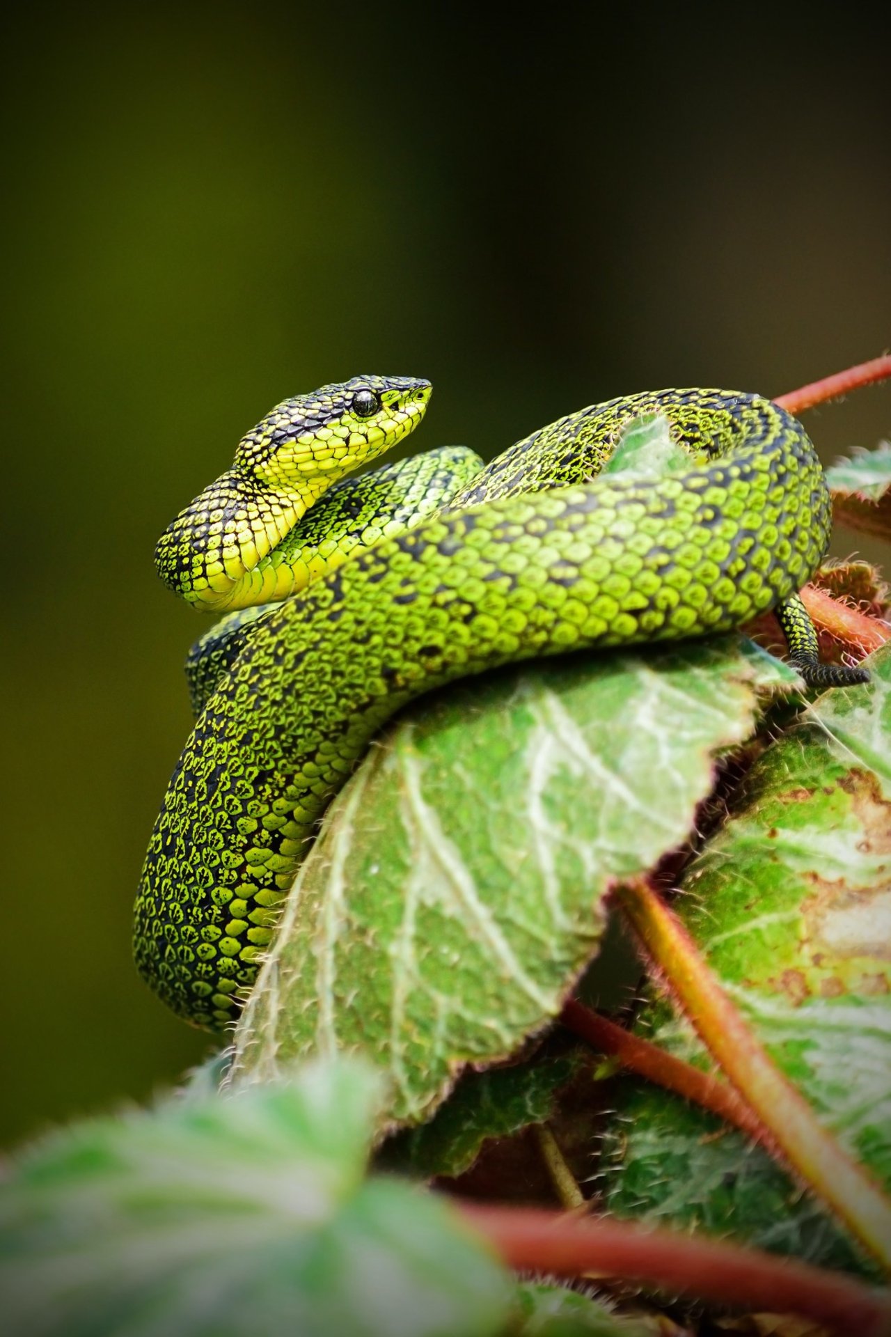 A green snake on a branch