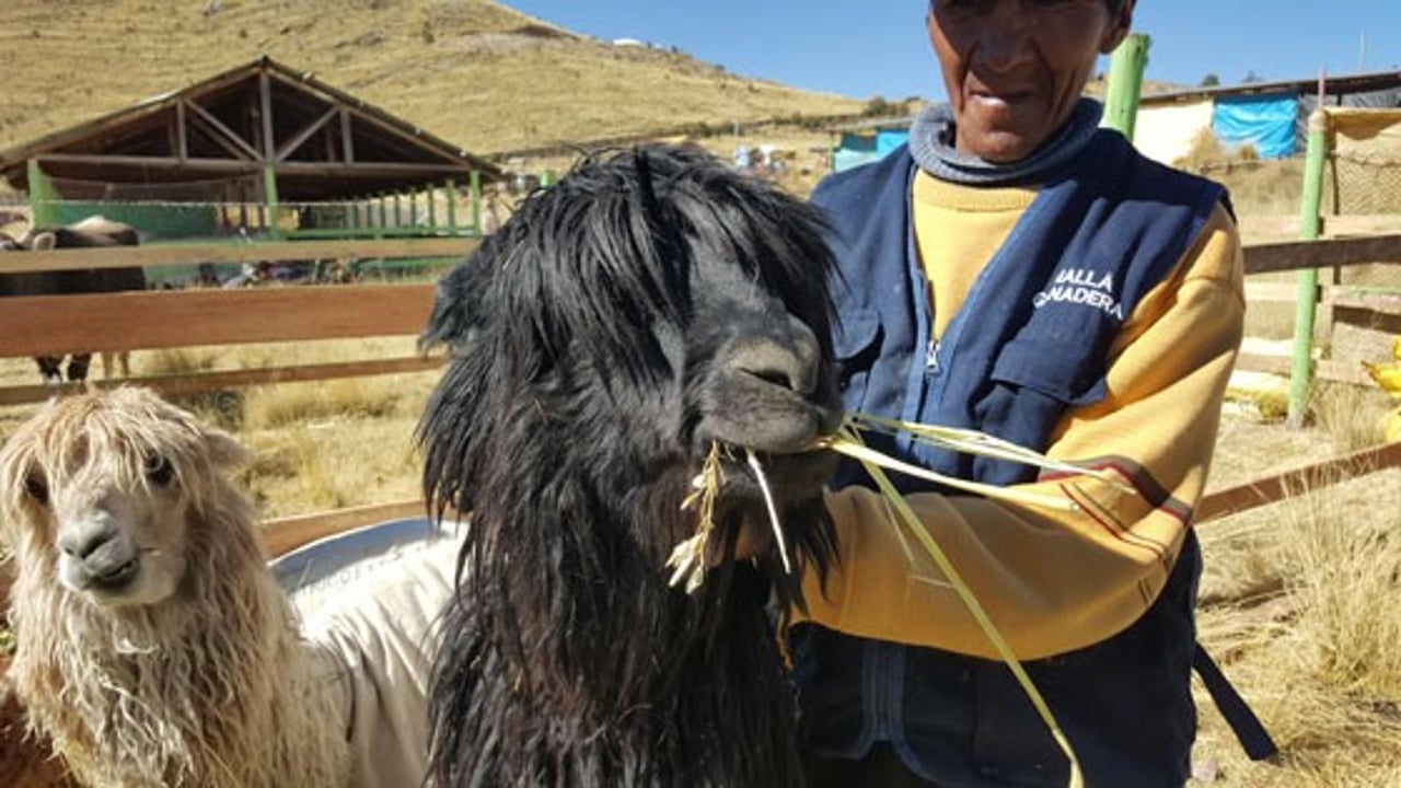 alpacas_03