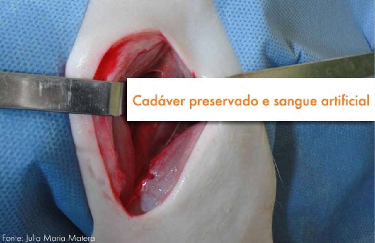 alternativas01a