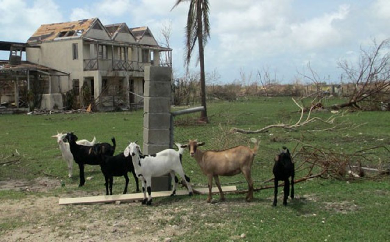 antiqua_barbuda_furacao_irma_cabras