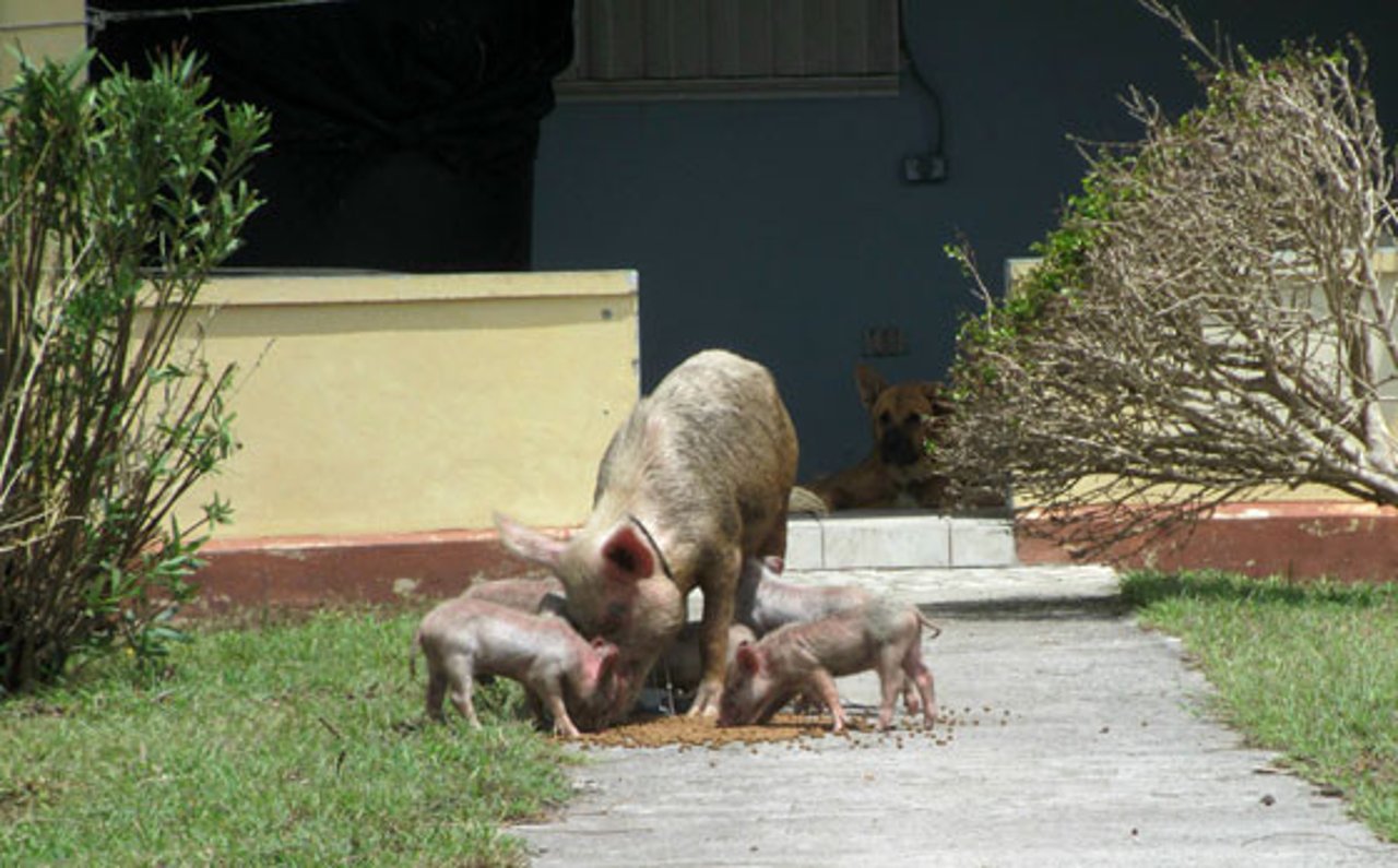 antiqua_barbuda_furacao_porcos