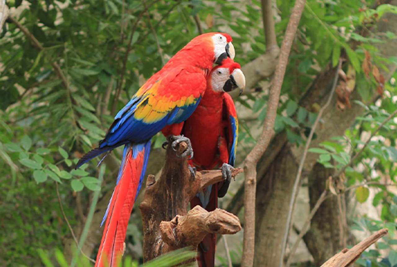 African grey parrot