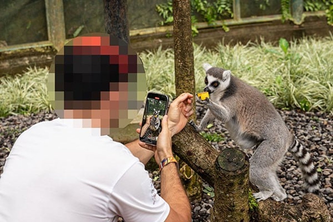 A tourist visits a wildlife venue in Bali and feeds a lemur while recording a video on a mobile device.