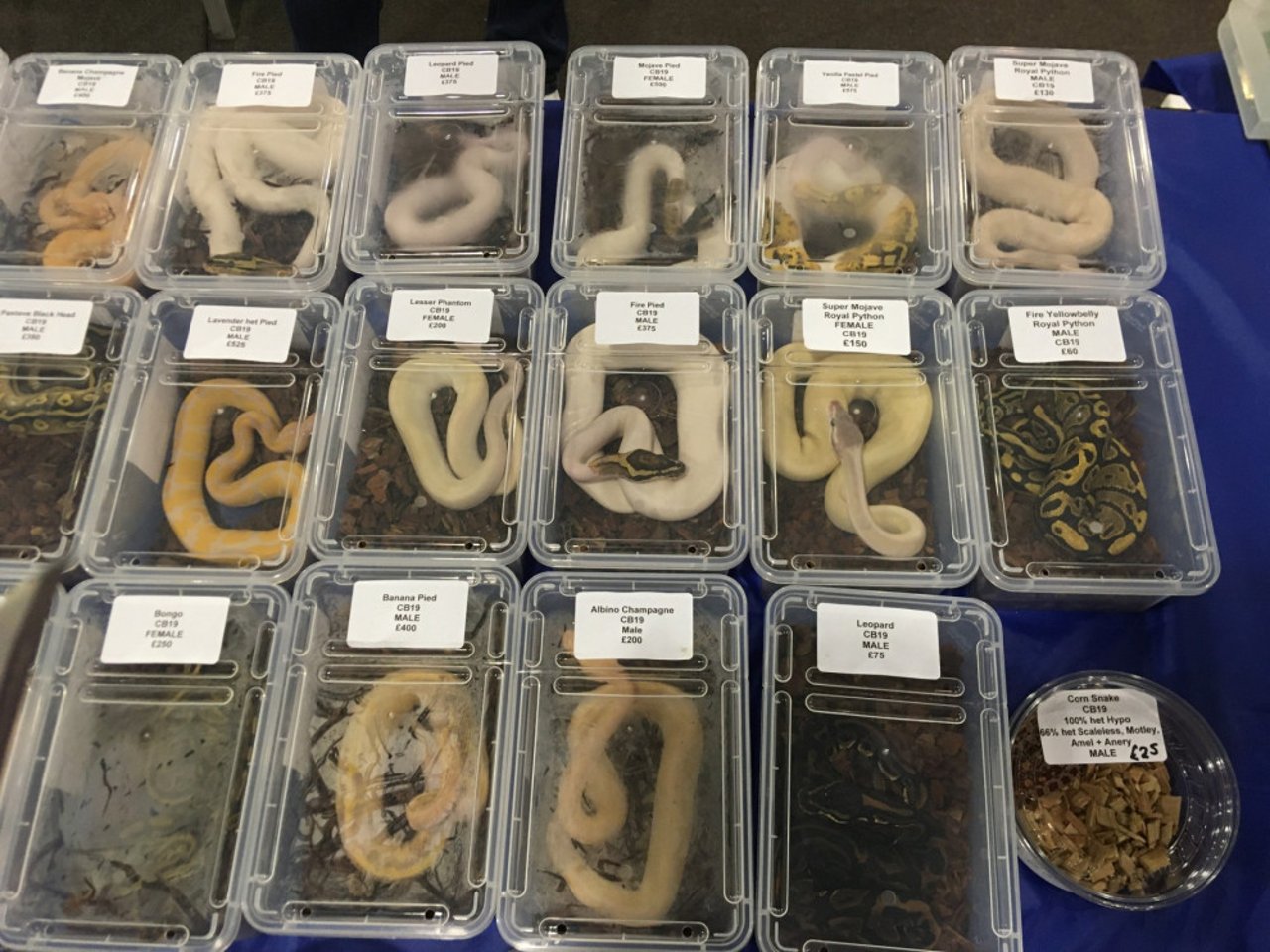 Ball pythons for sale at a pet expo - Wildlife. Not pets - World Animal Protection