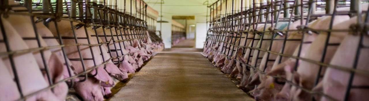 Pigs in farming crates