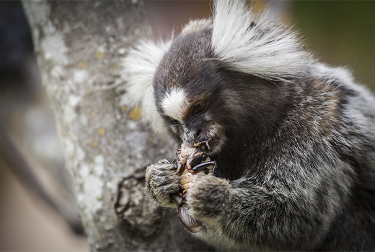 Sagui comendo um inseto, em cima de um galho de árvore