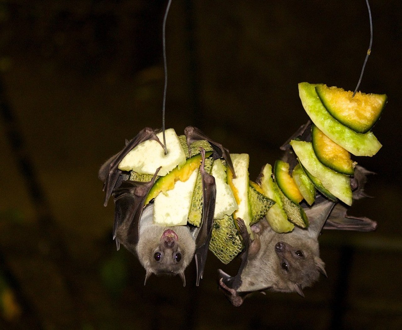 bat-jungle-nocturnal-fruit-bat_maxpixel