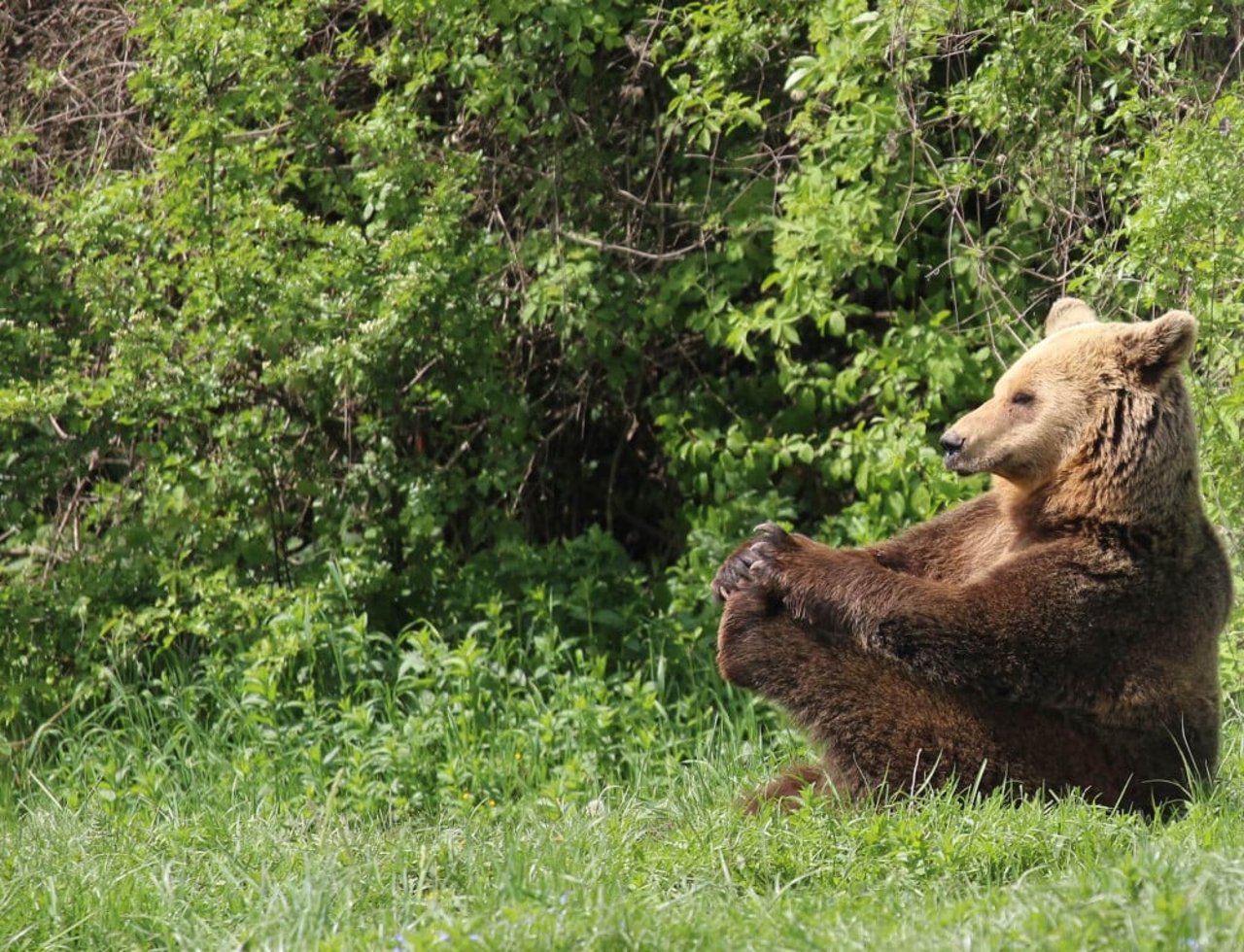 Bear sitting down at a sanctuary