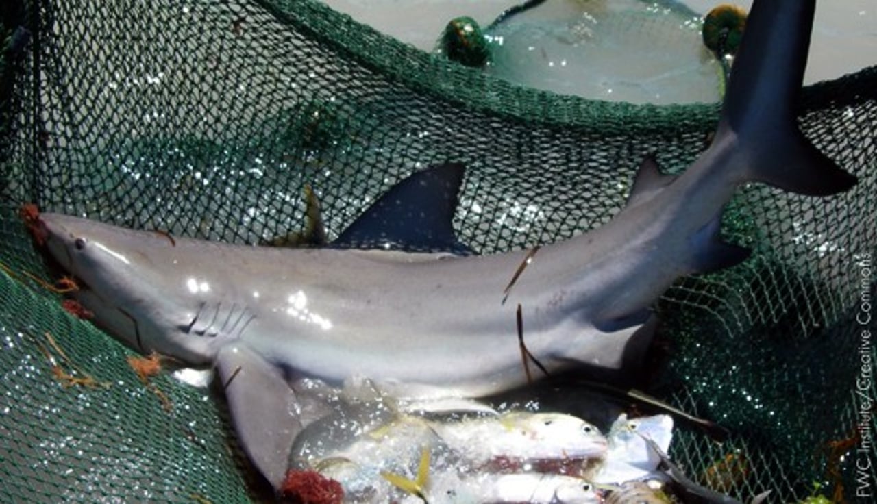 bull_shark_fishing_net