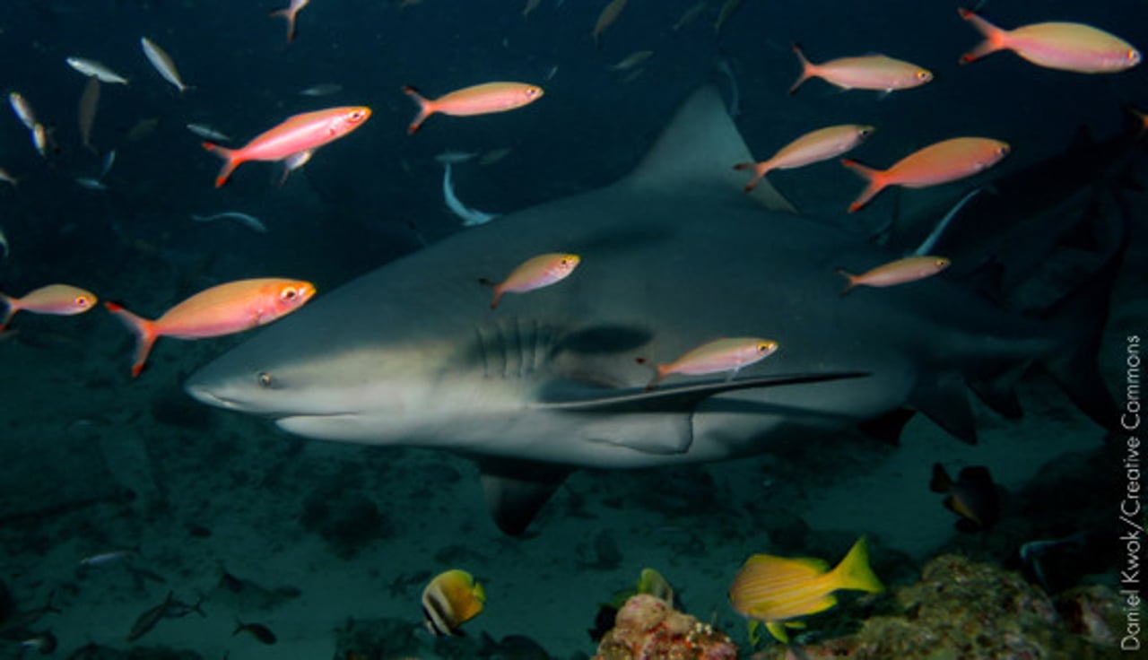 bull_shark_ocean