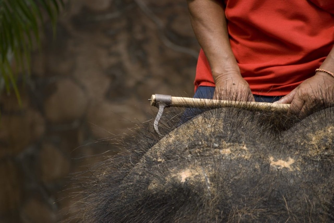 bullhook