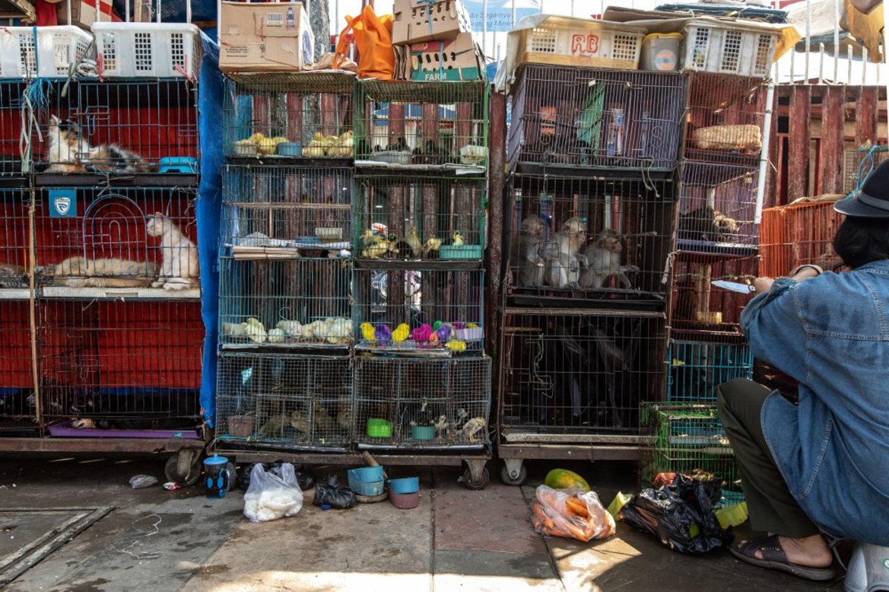 Cages multiple animals and trader Jatinegara Jakarta