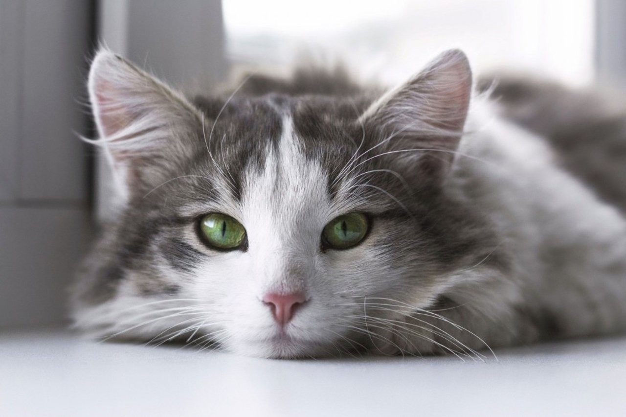 Gato branco e cinza, com olhos verdes, deitado, olhando para frente