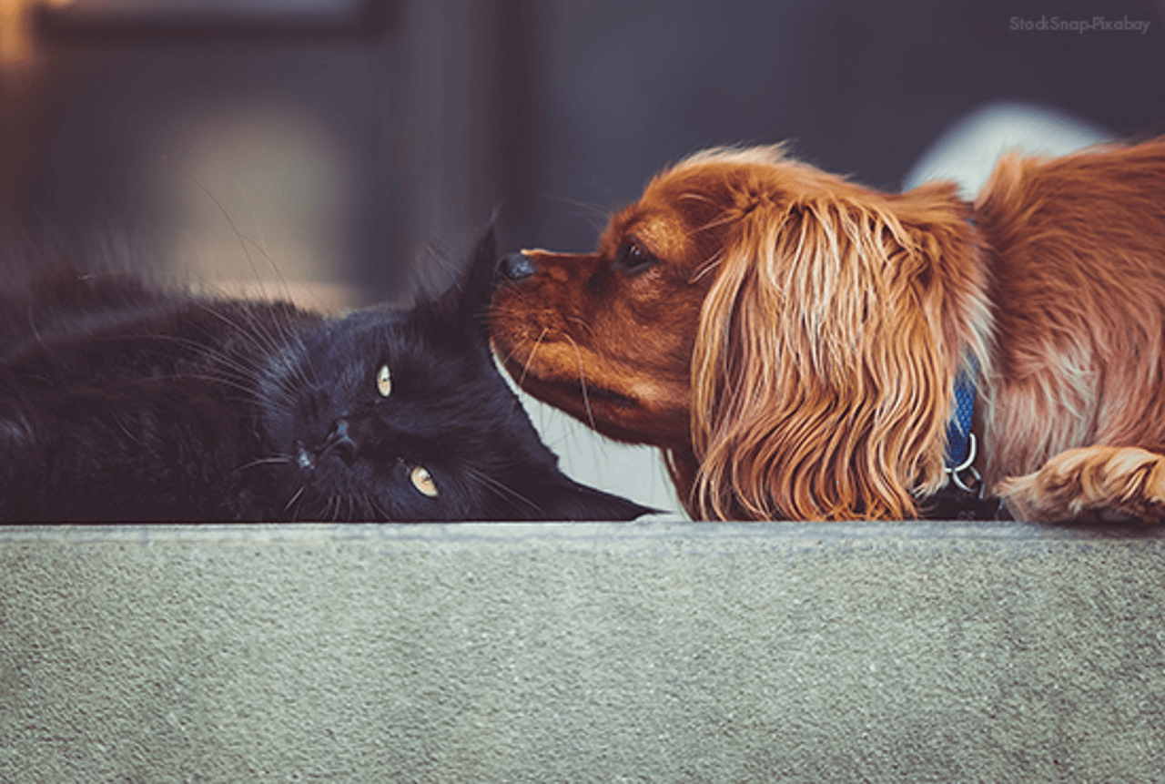 Gato preto deitado de lado enquanto um cachorro, também deitado, cheira sua orelha