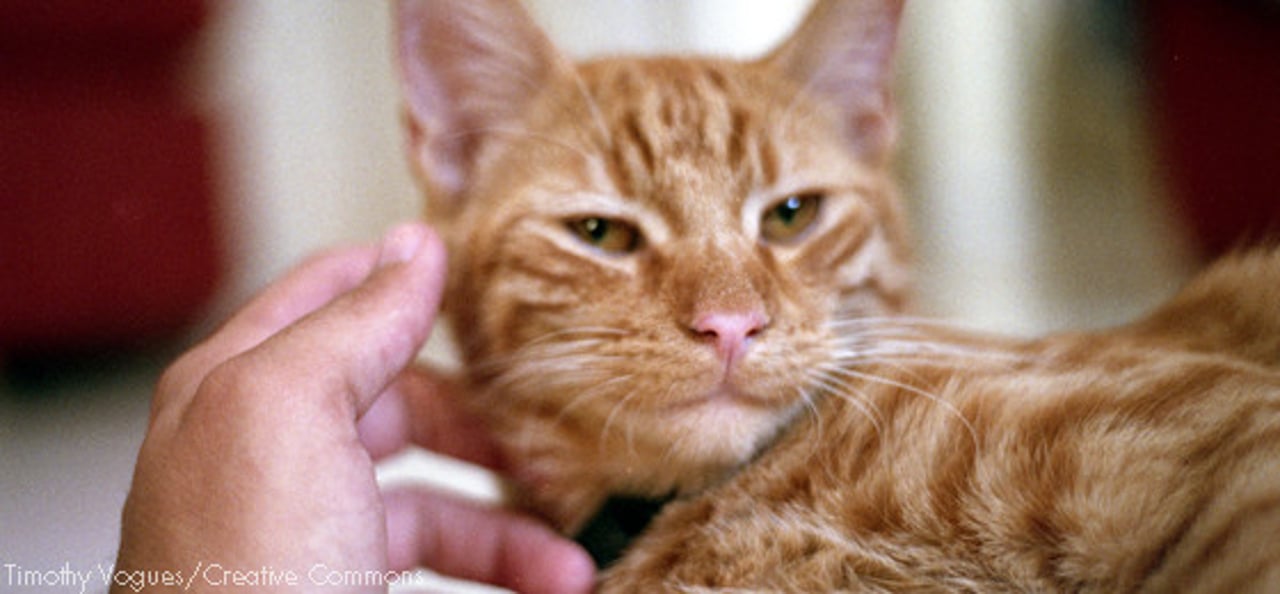 cat1