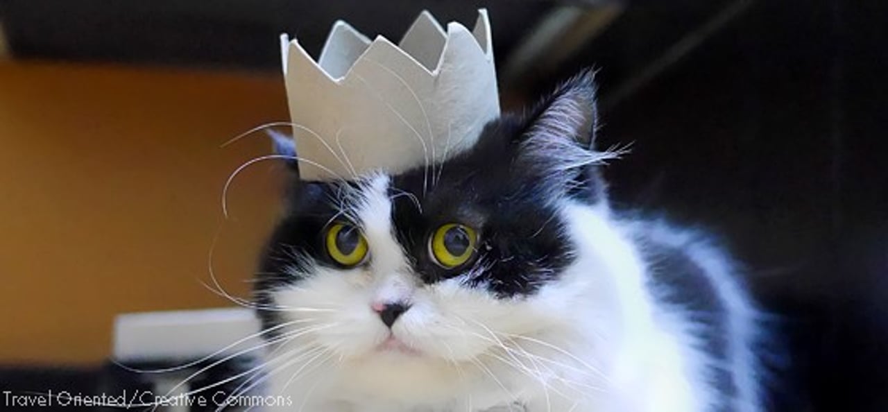 cat2