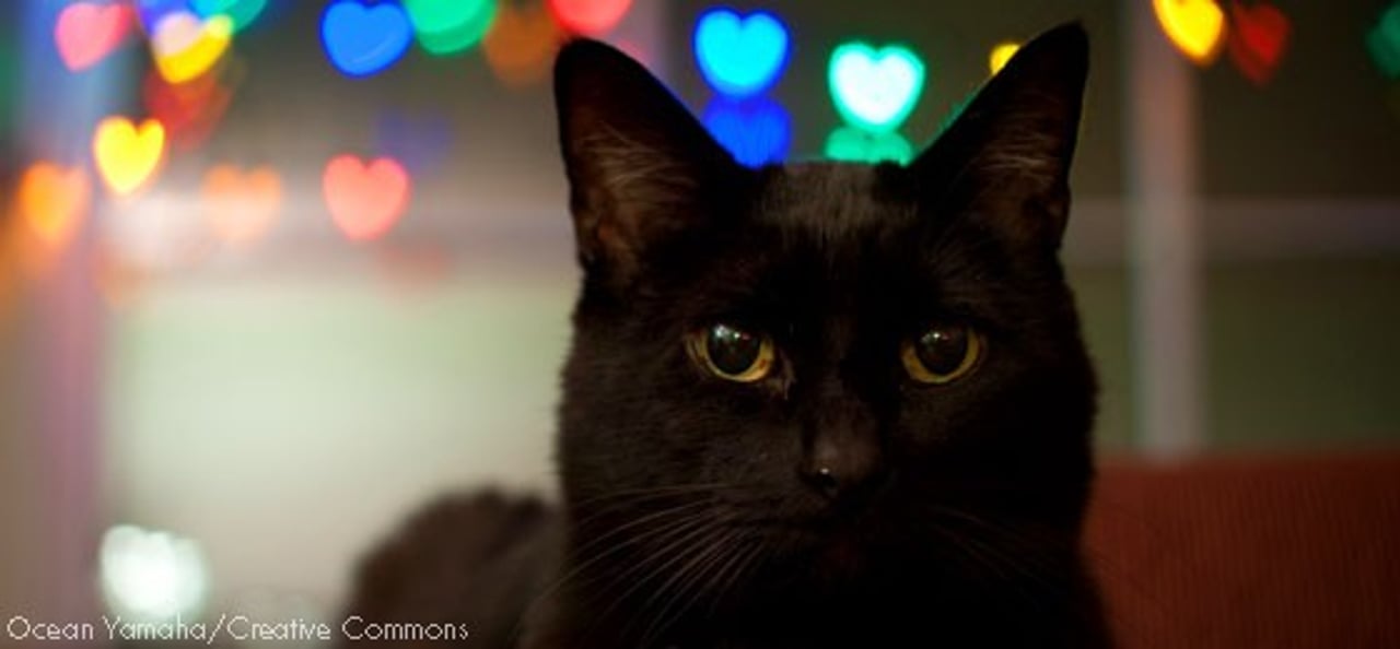 cat4