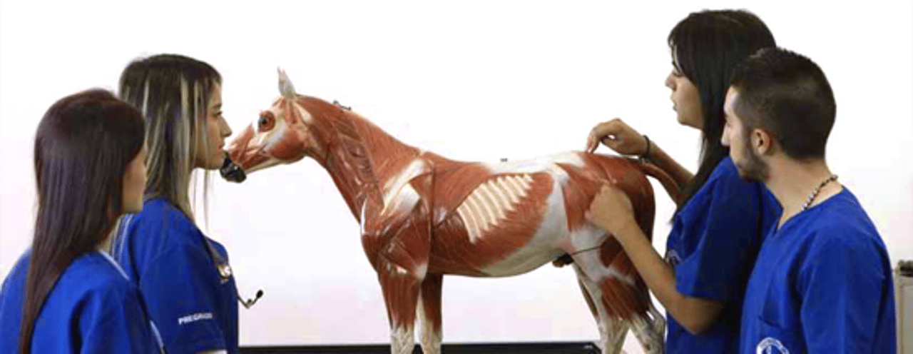 cavalo