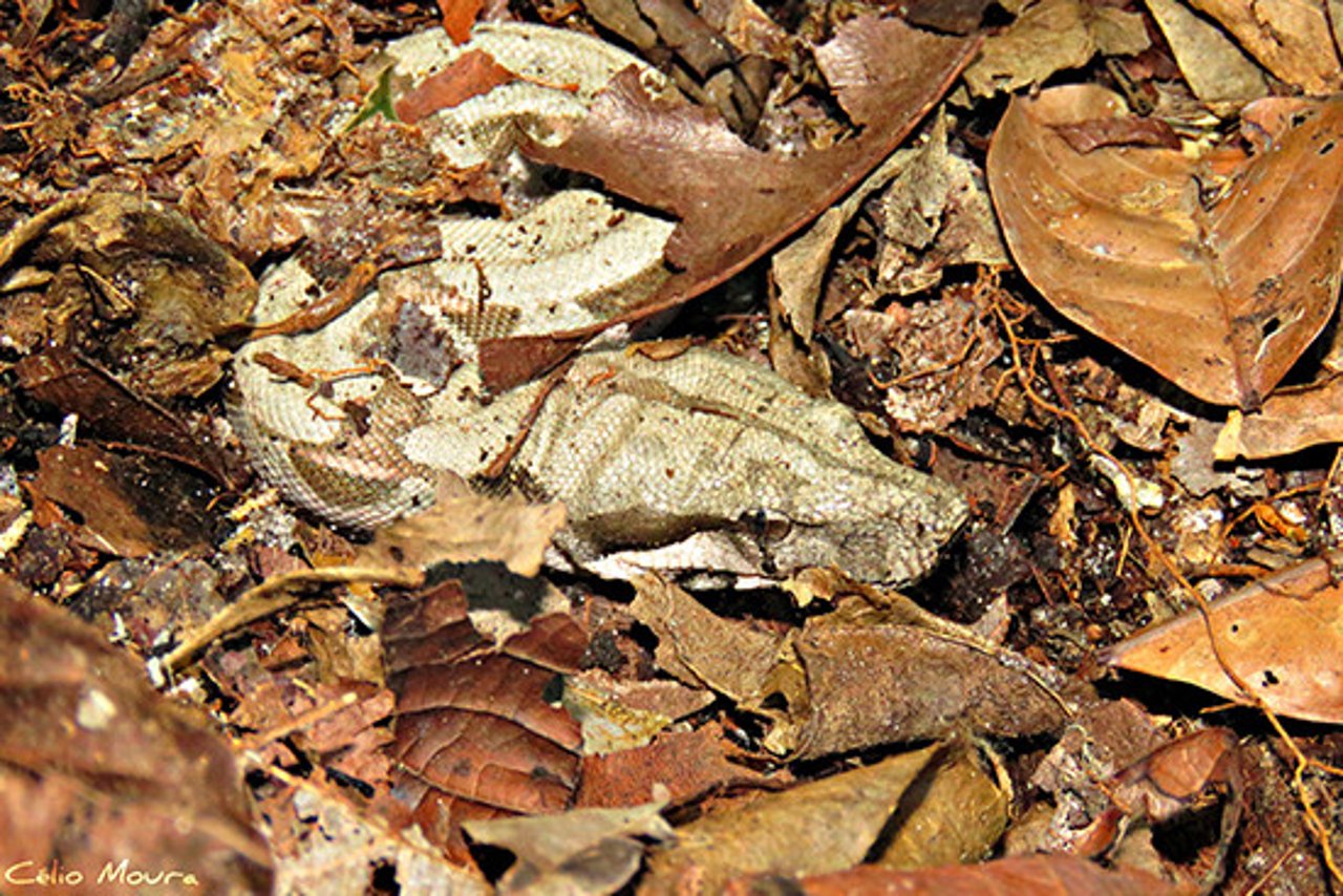 Jiboia se escondendo embaixo de folhas secas