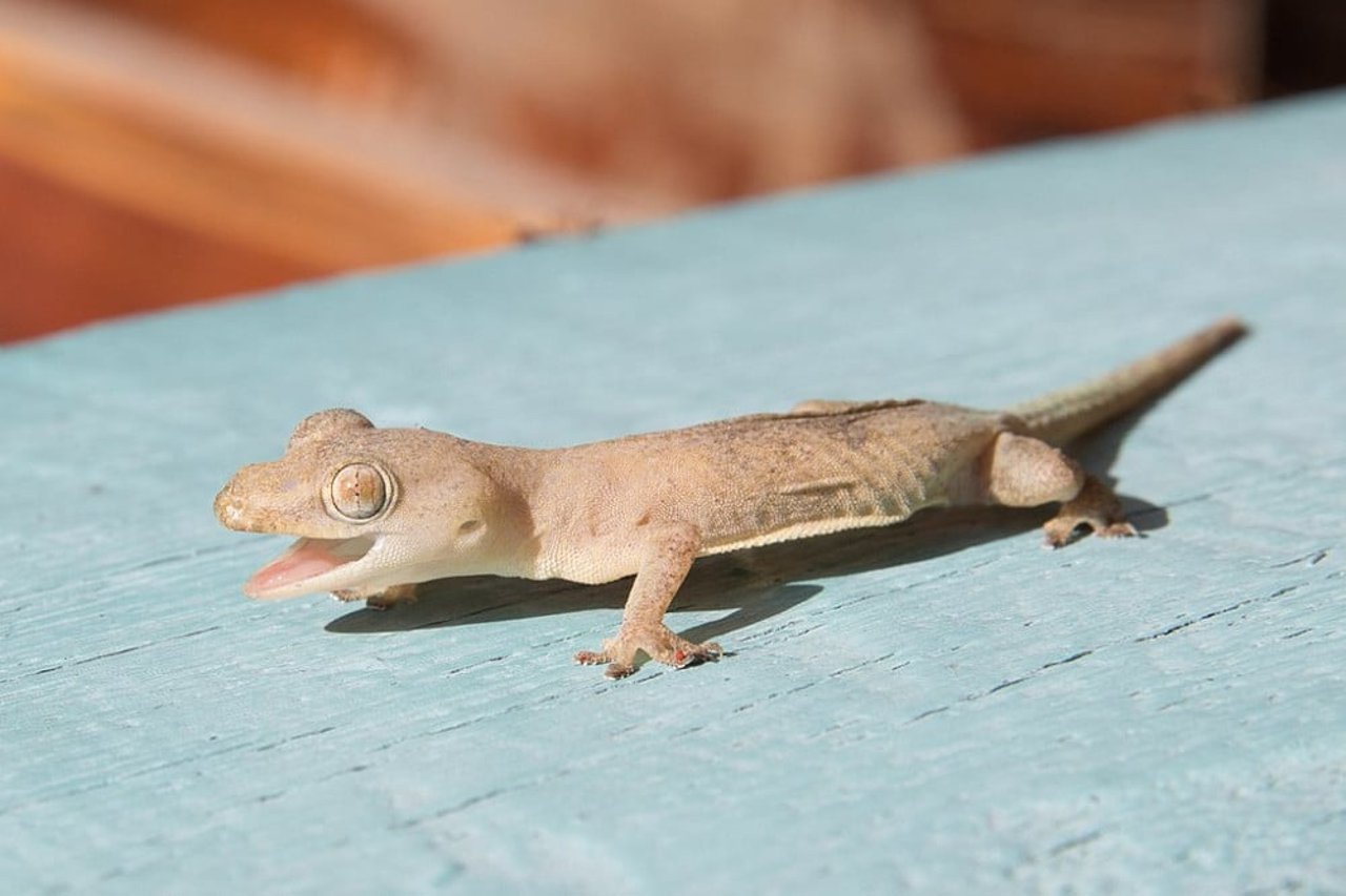 common_house_gecko