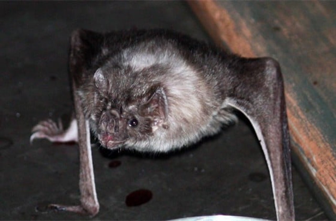 common_vampire_bat