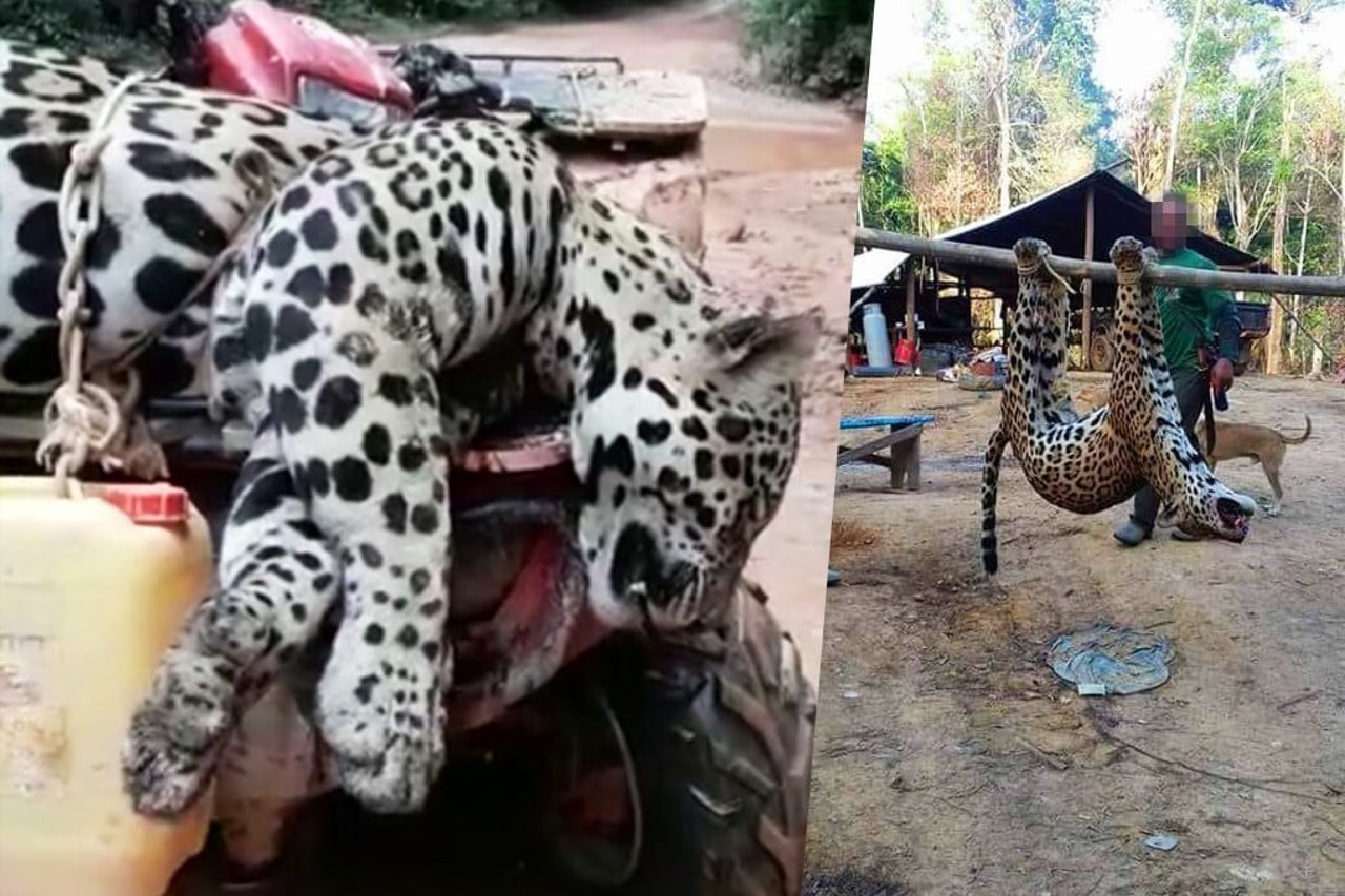 Sucuri-verde passando por uma poça de água