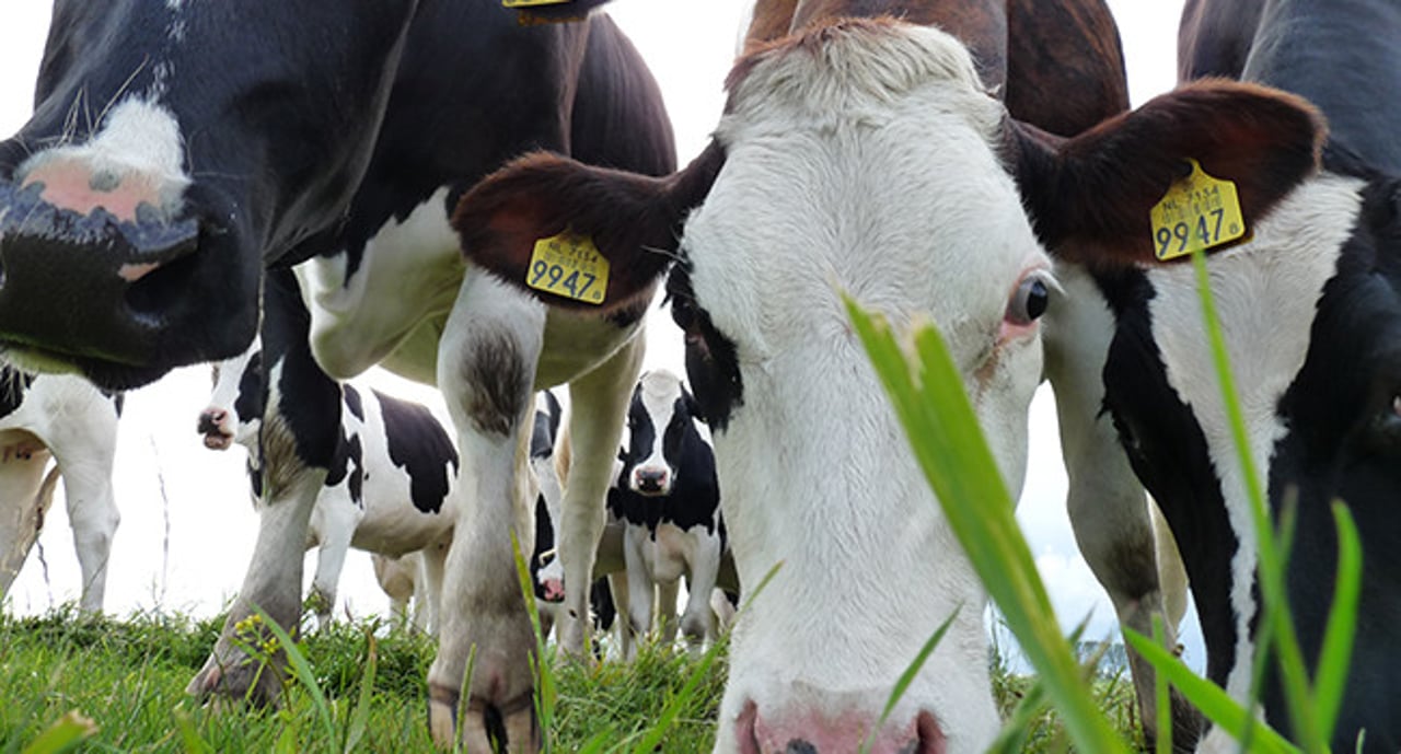 Cows grazing