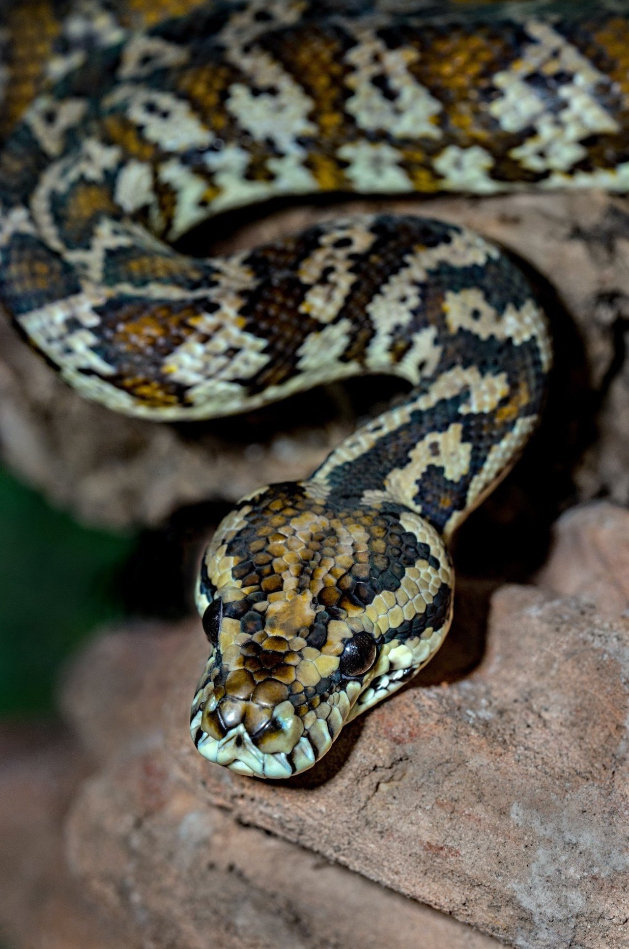 A green snake on a branch