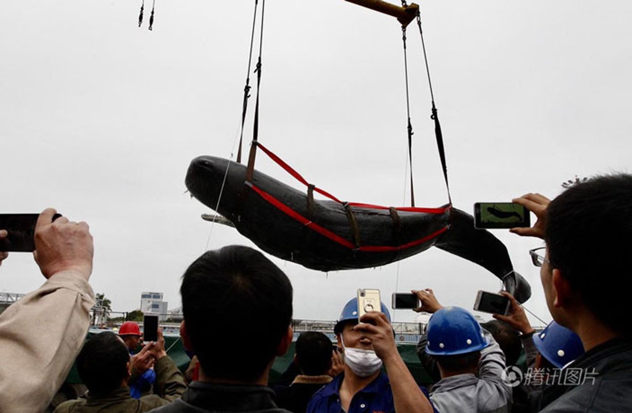 dead-sperm-whale-in-guangdong-5