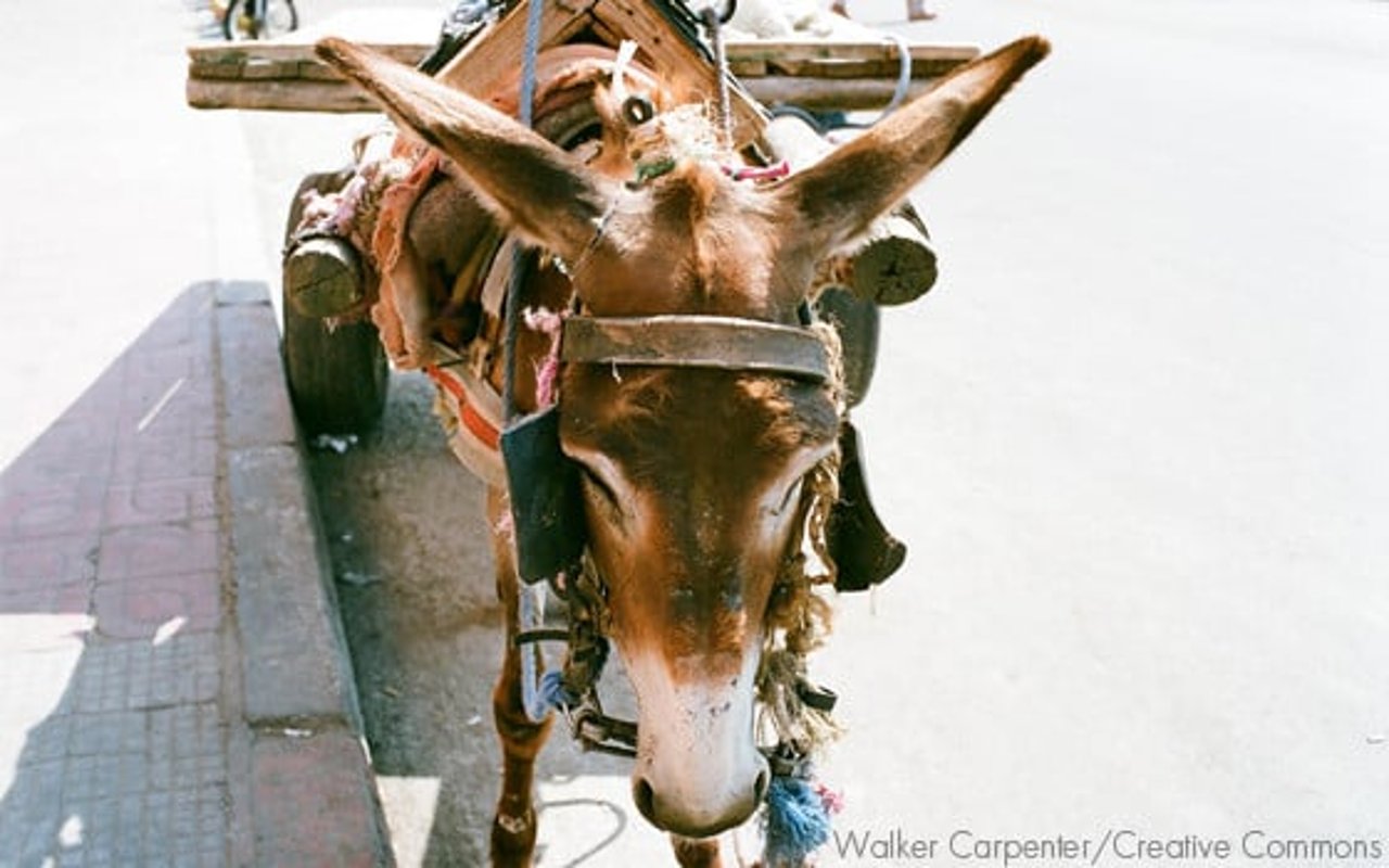 diadotrabalho_burro