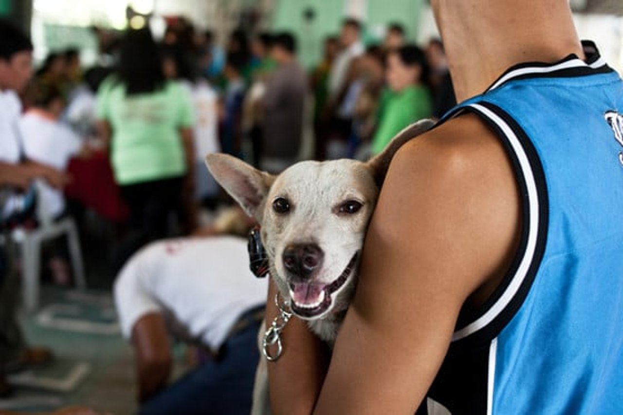 dog_philippines